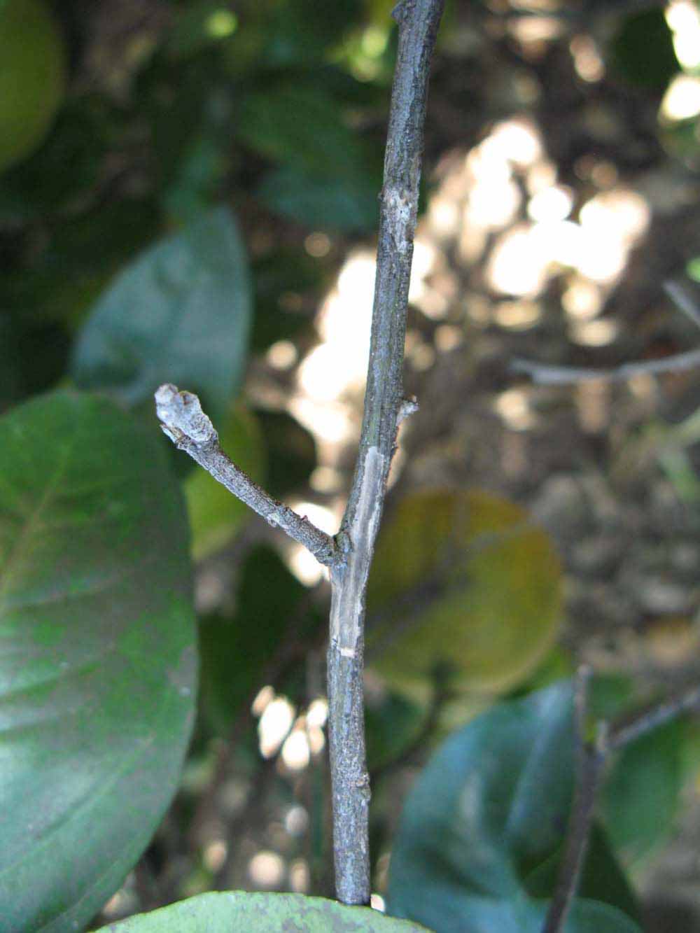              Second - third year twig (Winter Haven, FL)       